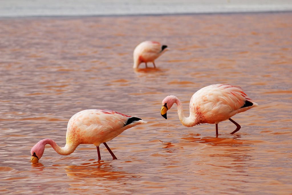 Hutt Lagoon The Breathtaking Pink Lake