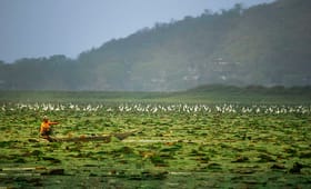 Assam